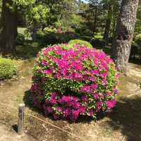 日本三大名園之一 兼六園