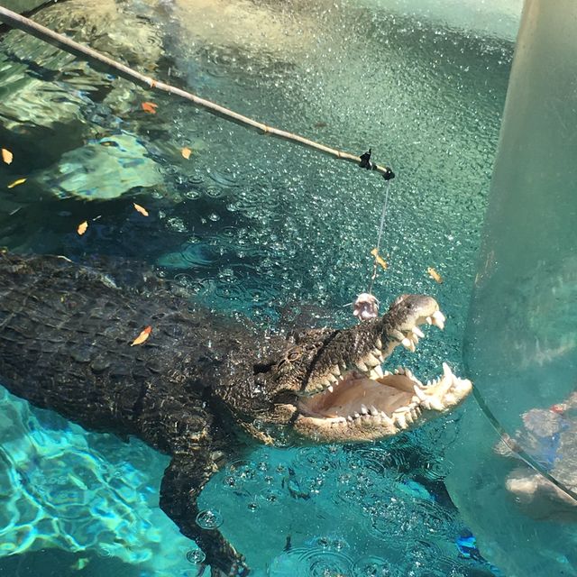 Do you want to swim with crocodiles?