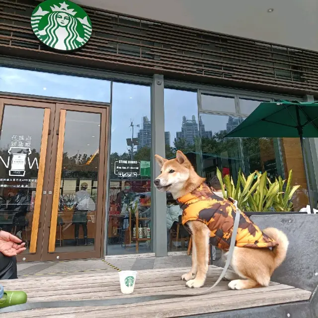 Starbucks for dogs 😁