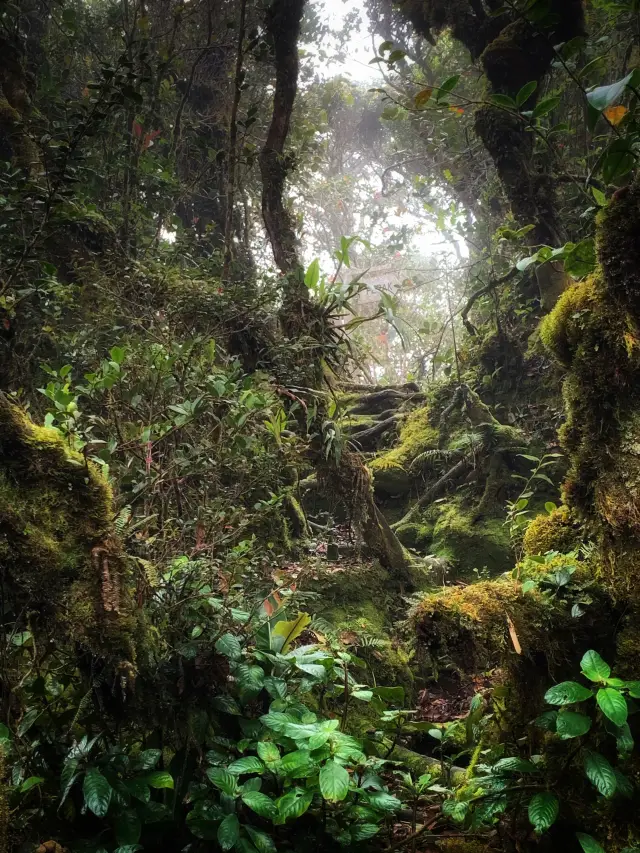 Malaysia's "The Wizard of Oz" - Kinabalu Moss Forest