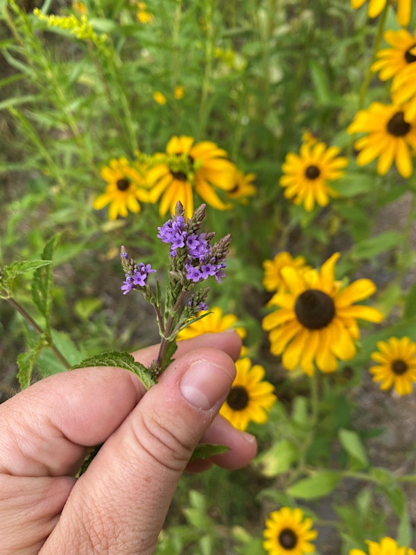 Summer Wildflower Walk | Siuslaw Model Forest - Cornell Cooperative Extension