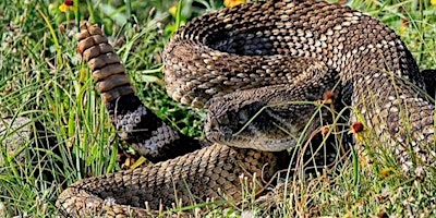 2026 Rattlesnake, Porcupine and Skunk Avoidance Training for Dogs Workshop | Ag Pavilion, Julia Davis Park