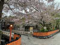 京都　KYOTO SAKURAめぐり❗️祇園白川の桜に感動❗️