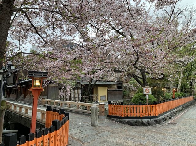 京都　KYOTO SAKURAめぐり❗️祇園白川の桜に感動❗️