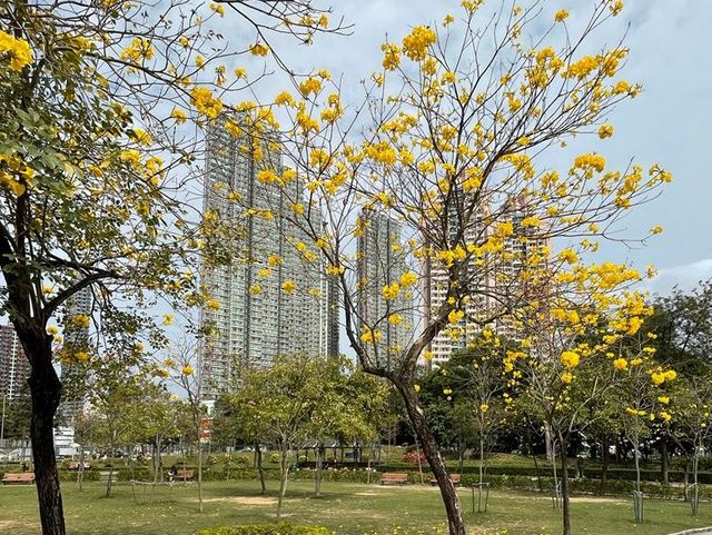 花開堪折直須折，莫待花落空折枝