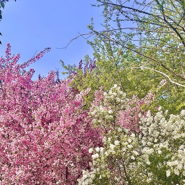 서부해당화라고 들어봤나🌸