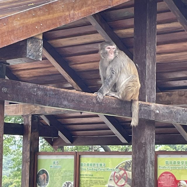 九龍副水塘📸️遊水塘🐵影馬騮⛰️行山遠足