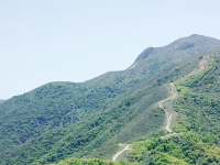 老虎頭