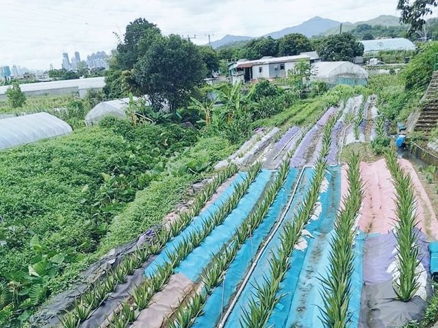 黃泥墩水塘
