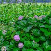 不忍池の紫陽花巡り