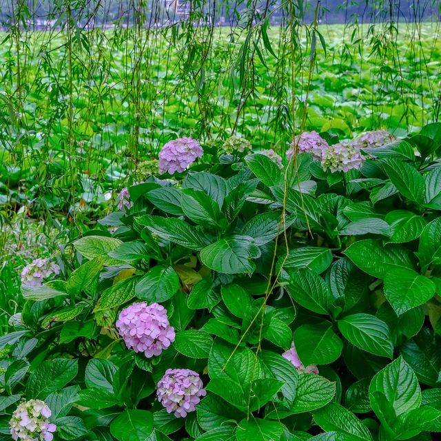 不忍池の紫陽花巡り