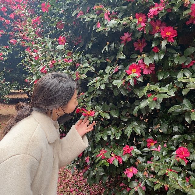 제주 서귀포 동백꽃이 만발한 카멜리아힐🌺