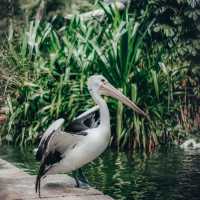 Ragunan Zoo,Jakarta