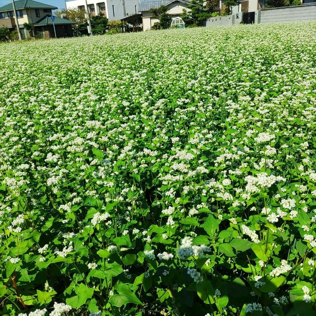 兵庫県！完全予約制の野菜たっぷりランチ