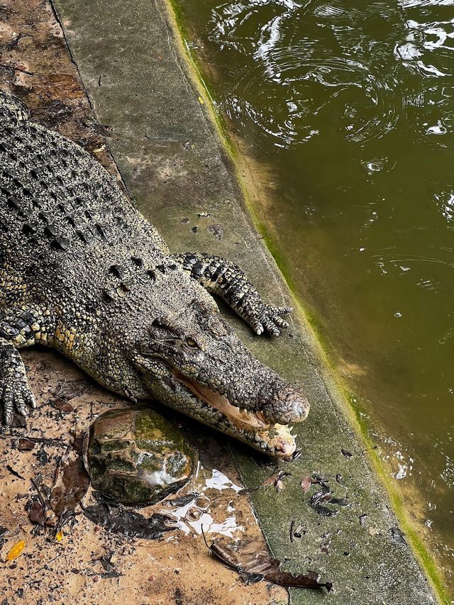 Crocodile Adventureland Langkawi 🐊✨