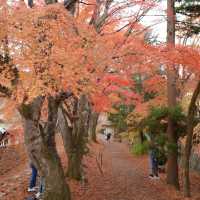 【河口湖】紅葉回廊がすごい。