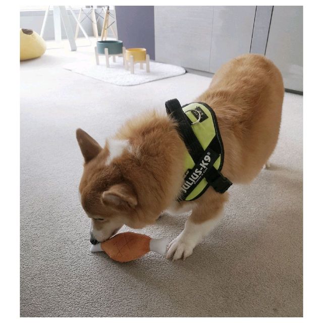 Dogcation ·W Hotel Dogcation ·W Hotel