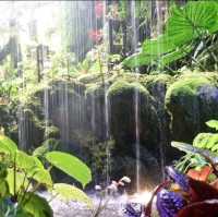 Cloud Forest
