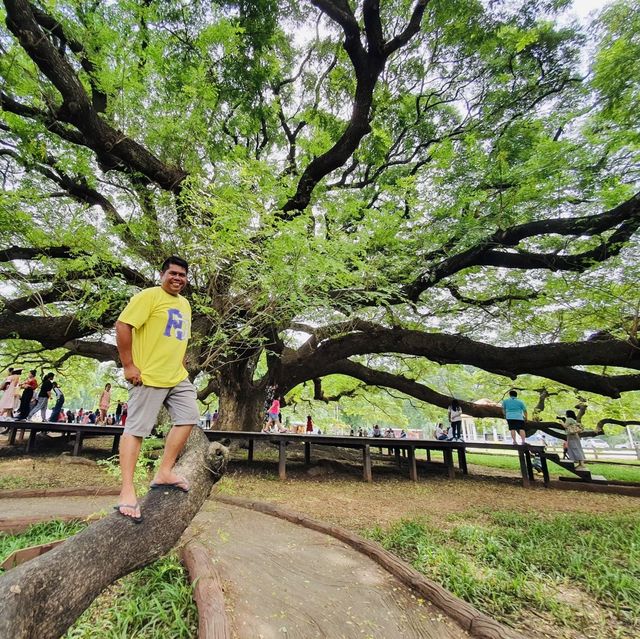 แลนด์มาร์คกาญจนบุรี กับต้นจามจุรี อายุ 100 กว่าปี