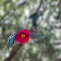 제주 파더스가든, 동백꽃 보러오세요🌺