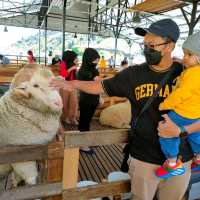 New Sheep Sanctuary at Cameron Highlands