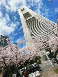 桜が見頃の【さくら通り】🌸