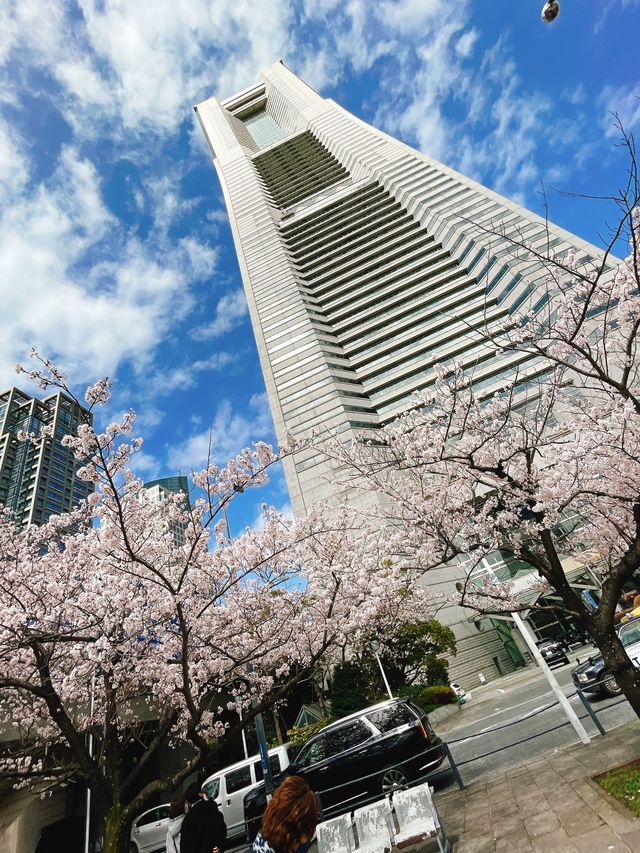 桜が見頃の【さくら通り】🌸