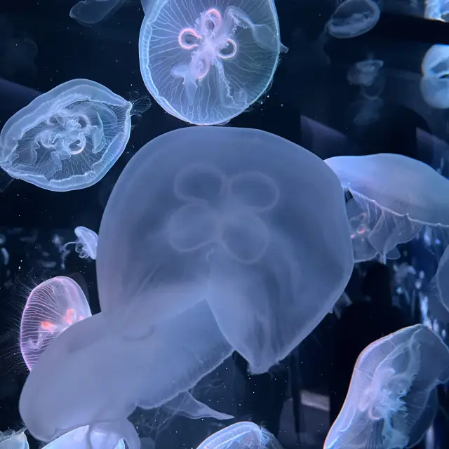 【京都】クラゲワンダー！京都水族館