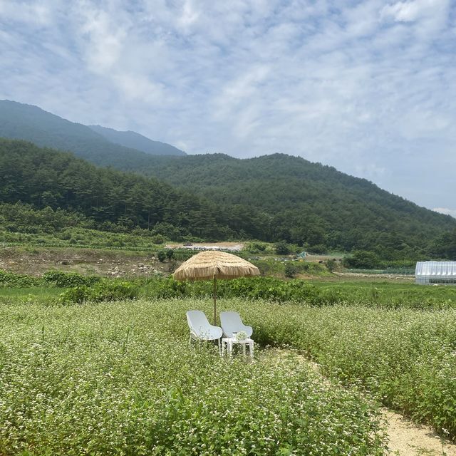 메밀밭뷰 인스타감성 인생샷카페 ‘오디오씨’