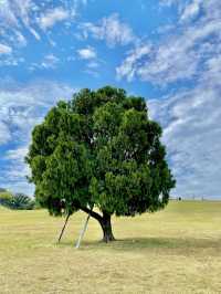 서울 올림픽공원의 메인 나홀로나무🌳 
