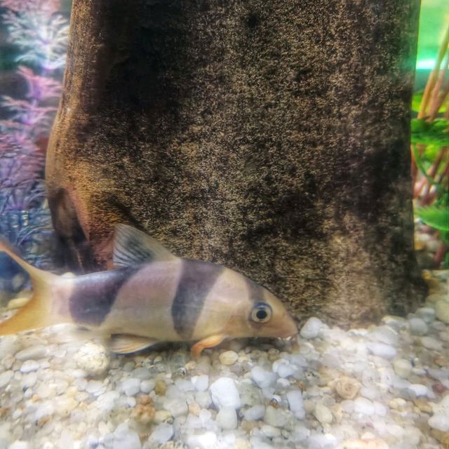 Aquarium Phuket