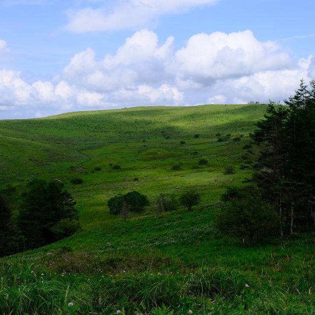 夏の霧ヶ峰