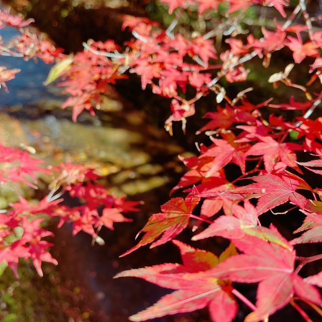 【紅葉巡り】京都ー北野天満宮