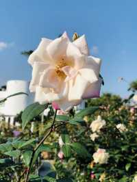 🌻🌼夢幻花園🌺🌸台北玫瑰園🌹🌷Taipei Rose Garden