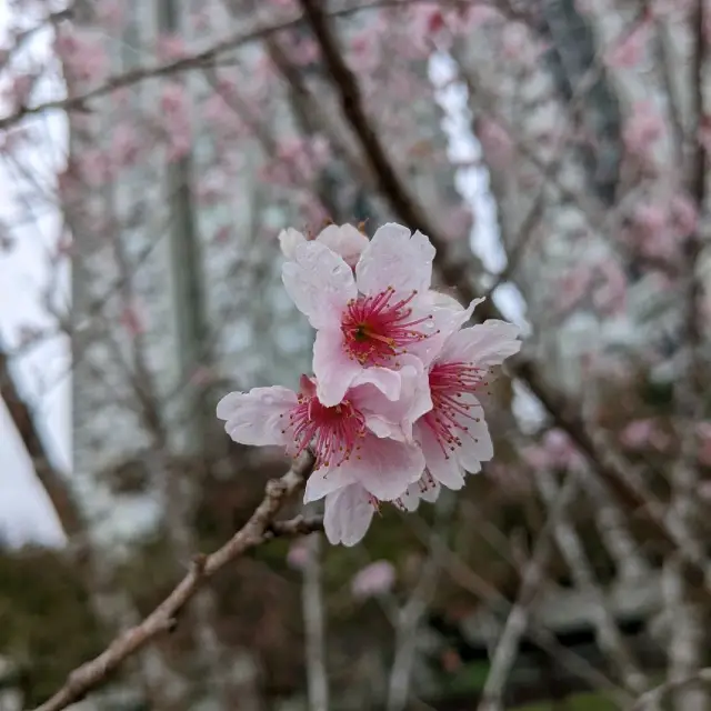 #河畔花園 #櫻花季