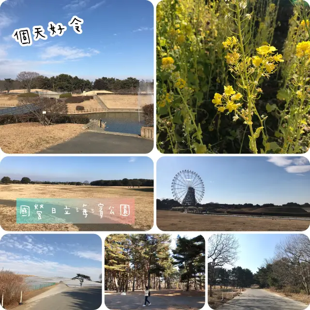 國營日立海濱公園💕🌹日本🗾賞花必去