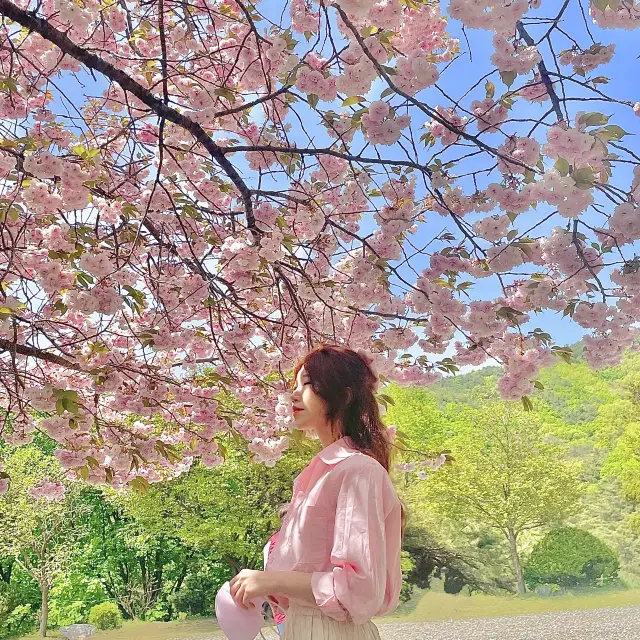 겹벚꽃 최고명소, 각원사🌸