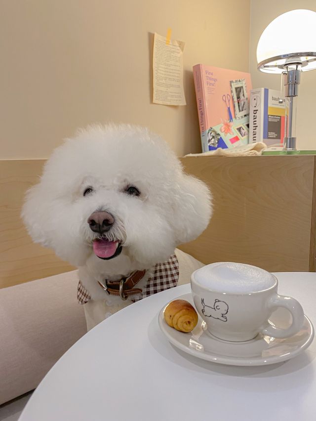 멍푸치노가 있는 반려견동반카페☕️🐶