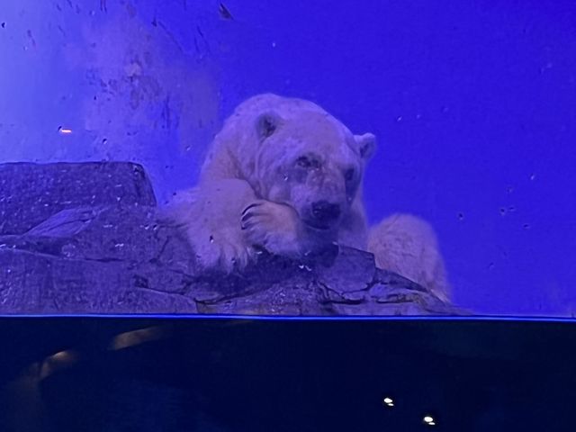 たくさんの動物を見られるアクアミュージアム