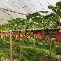 Big-Red Strawberry Farm