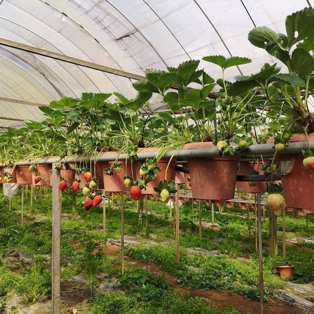Big-Red Strawberry Farm