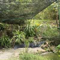 weekend with the crocodile