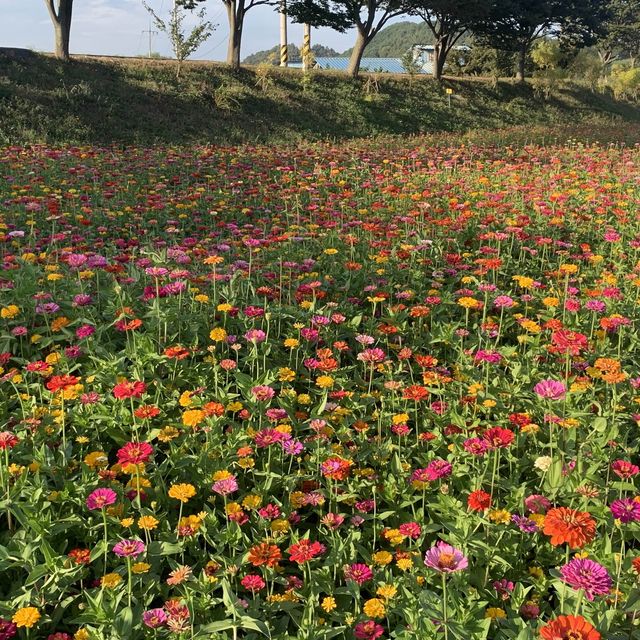 드넓은 백일홍, 코스모스, 황하코스모스 꽃밭을 한번에 볼 수 있는 명소