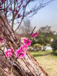 Hangzhou’s Botanical Garden 🌸