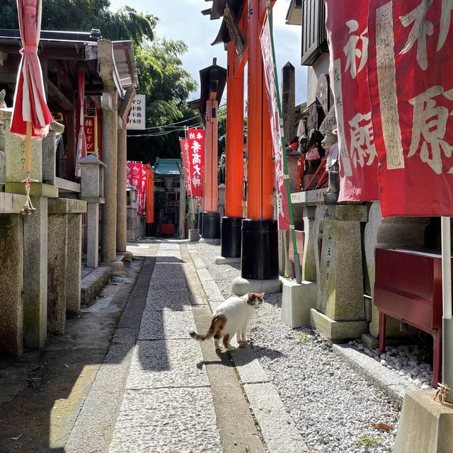 Cat guides you in Kyoto like anime!