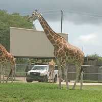 lion country safari