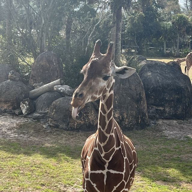 Encountering 🦒 at Jacksonville zoo