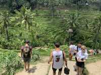 Ubud Rice fields 🍚 🌾 BALI 