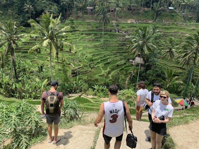 Ubud Rice fields 🍚 🌾 BALI 