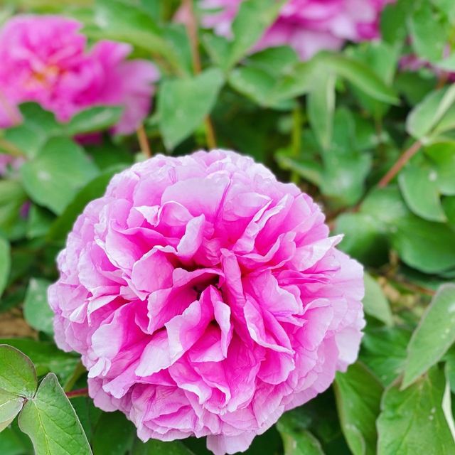 Peony Garden in spring